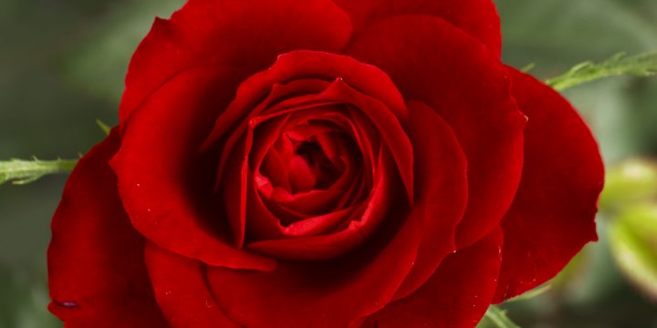 Like a Rose